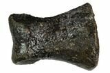 Rare, Valdosaurus Toe Bone - Isle of Wight, England #123526-2